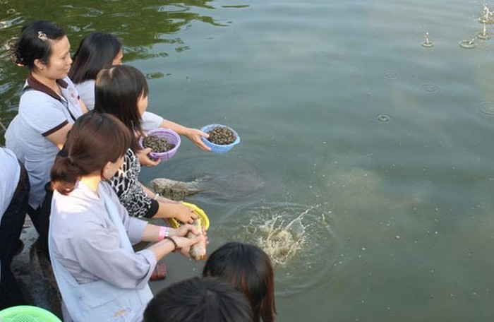 PHÓNG SINH HIỂU BIẾT VÀ TRÁCH NHIỆM